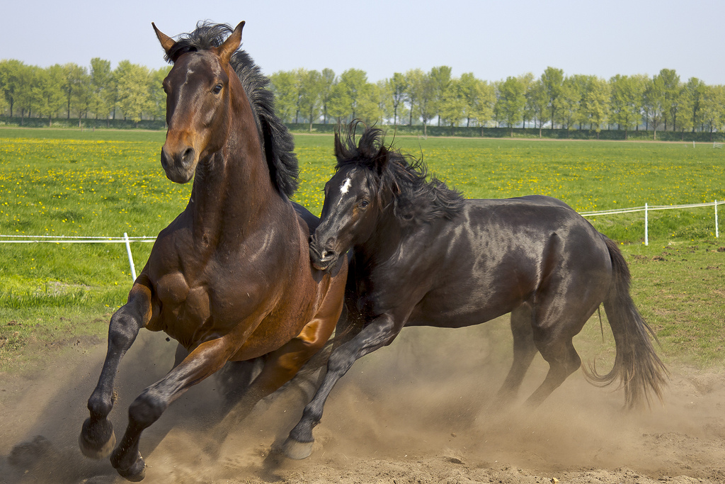 Therby Horse Race